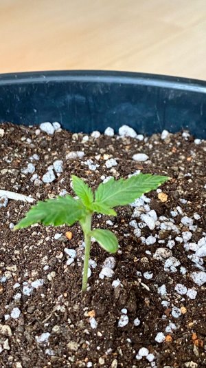 DA57E753-3E09-4326-9244-62B75C09B55A.jpeg DA57E753-3E09-4326-9244-62B75C09B55A.jpeg