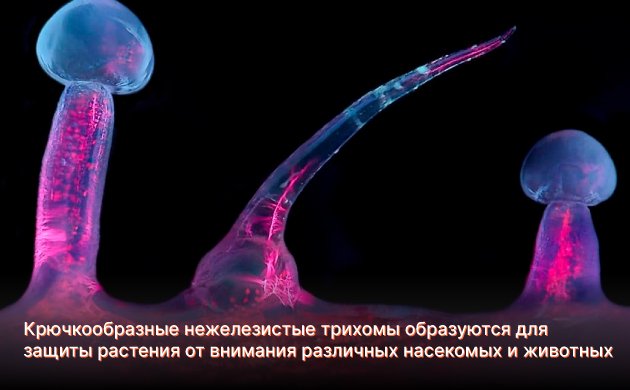 Типы трихом Типы трихом