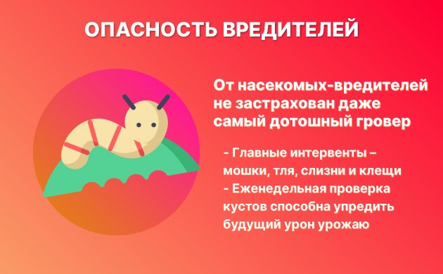 Насекомые и вредители Насекомые и вредители
