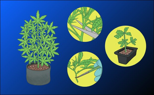 Материнское растение конопли