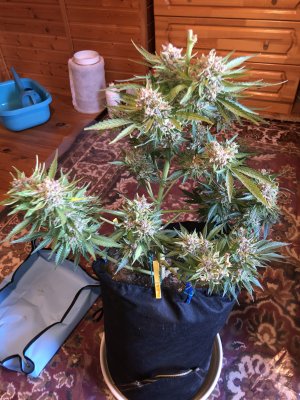 EA2D76A3-AEE8-44F0-A8E2-7DFB597DC1B7.jpeg EA2D76A3-AEE8-44F0-A8E2-7DFB597DC1B7.jpeg