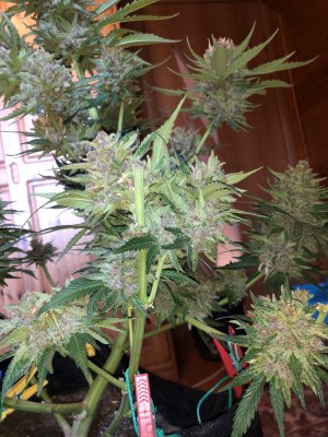 F8CCD825-B0DB-404F-9920-CC8789C41B46.jpeg F8CCD825-B0DB-404F-9920-CC8789C41B46.jpeg