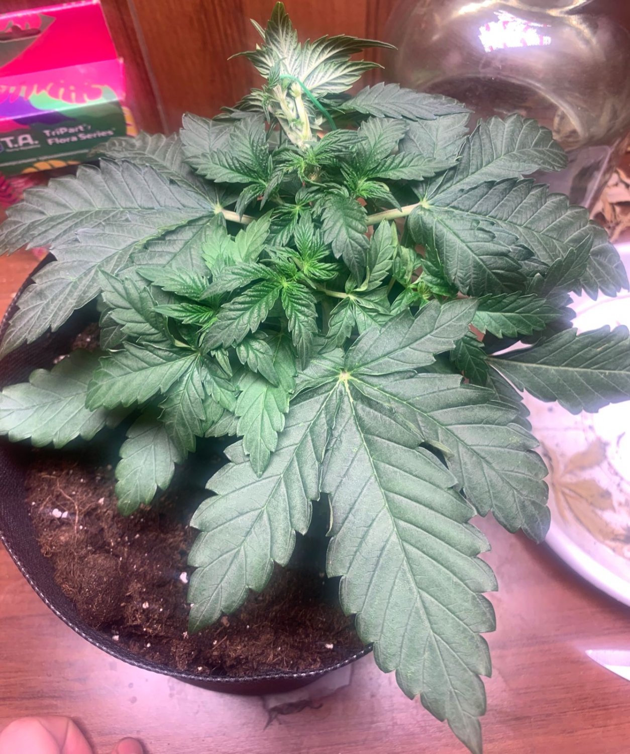 08B55828-71EA-4515-A708-5F7A4C8359B6.jpeg 08B55828-71EA-4515-A708-5F7A4C8359B6.jpeg