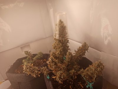 1661025892096.jpg 1661025892096.jpg