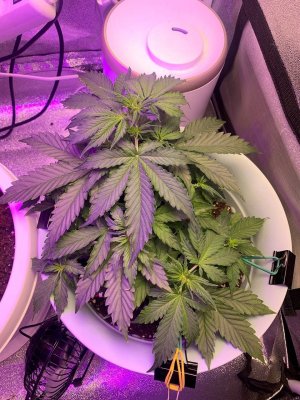 9DDED868-8259-47C6-8367-46545859DA61.jpeg 9DDED868-8259-47C6-8367-46545859DA61.jpeg