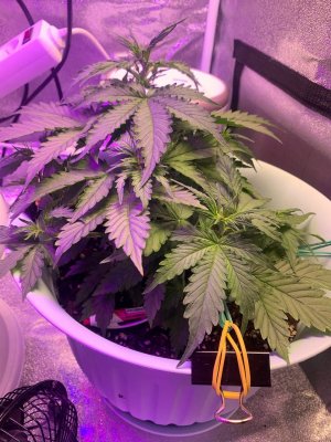 DFE7468F-3BA2-4DD6-BAC1-9153717D6196.jpeg DFE7468F-3BA2-4DD6-BAC1-9153717D6196.jpeg