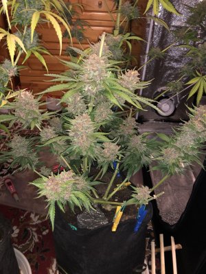 C987D773-7672-4B3E-8F2F-1F74F6224BC7.jpeg C987D773-7672-4B3E-8F2F-1F74F6224BC7.jpeg