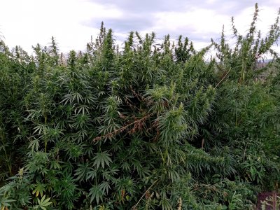 IMG_20220823_172051.jpg IMG_20220823_172051.jpg