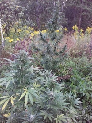 20220823_065824.jpg 20220823_065824.jpg