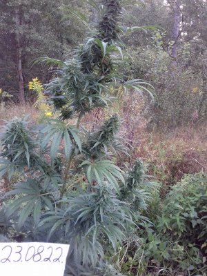 20220823_065940.jpg 20220823_065940.jpg