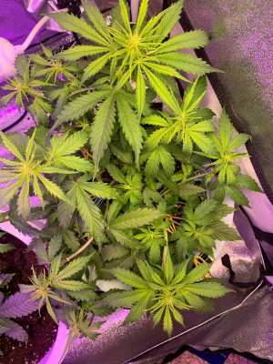 7EE9D643-9ECA-47FB-BFC4-5FE2127A60FA.jpeg 7EE9D643-9ECA-47FB-BFC4-5FE2127A60FA.jpeg