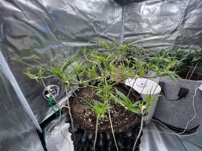 301C46DE-4568-40BD-AA5C-0D2B7F8F59D2.jpeg 301C46DE-4568-40BD-AA5C-0D2B7F8F59D2.jpeg