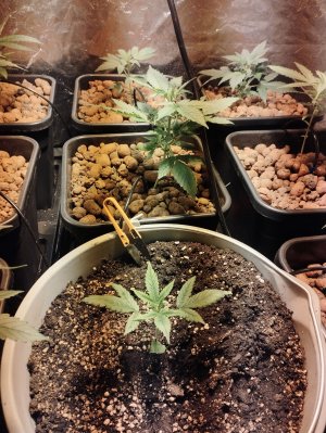 IMG_20220829_182648.jpg IMG_20220829_182648.jpg