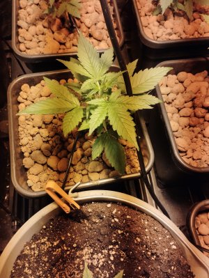 IMG_20220829_182651.jpg IMG_20220829_182651.jpg