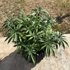 57B210CE-7D8B-4AA7-B448-CA00D5DCB991.jpeg 57B210CE-7D8B-4AA7-B448-CA00D5DCB991.jpeg