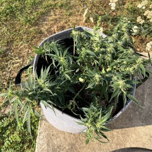 ED91069D-5CB9-4D89-8CA3-5FBBDF6277EF.jpeg ED91069D-5CB9-4D89-8CA3-5FBBDF6277EF.jpeg