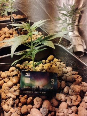 IMG_20220829_182535.jpg IMG_20220829_182535.jpg