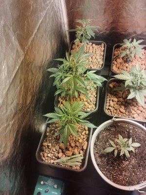 IMG_20220831_072201.jpg IMG_20220831_072201.jpg