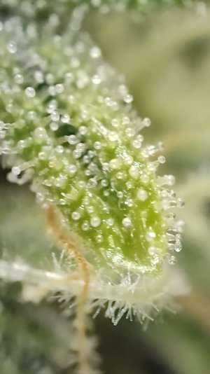 IMG20220831132825_01.jpg IMG20220831132825_01.jpg