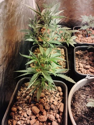 IMG_2022_08_31_22_57_58_7938003760587315288864.jpg IMG_2022_08_31_22_57_58_7938003760587315288864.jpg