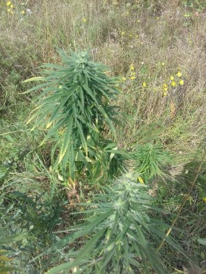 20150104_210521.jpg 20150104_210521.jpg