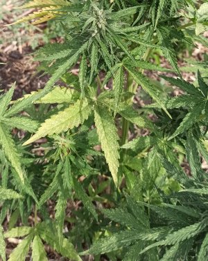 IMG_20220904_153031.jpg IMG_20220904_153031.jpg