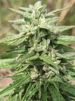 IMG_20220904_152939.jpg IMG_20220904_152939.jpg