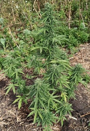 IMG_20220904_152857.jpg IMG_20220904_152857.jpg