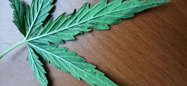 IMG_20220904_190626.jpg IMG_20220904_190626.jpg