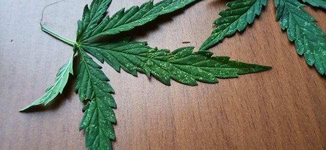 IMG_20220904_190559.jpg IMG_20220904_190559.jpg