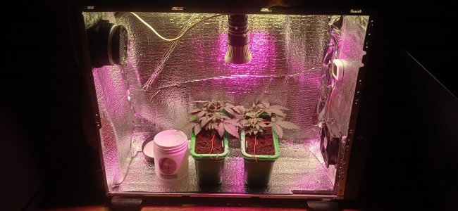 IMG_20220906_234410.jpg IMG_20220906_234410.jpg