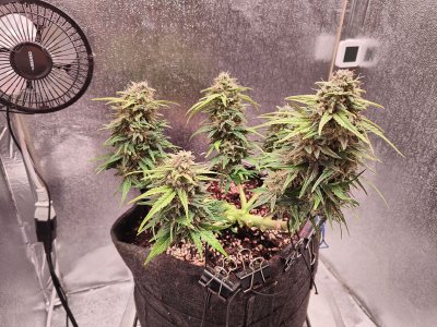 IMG20220908125712.jpg IMG20220908125712.jpg