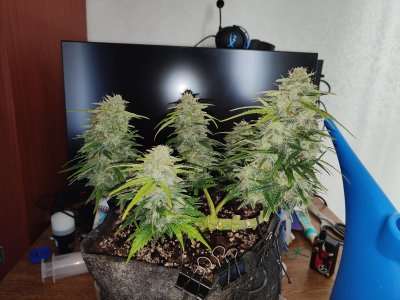 IMG20220908123636.jpg IMG20220908123636.jpg