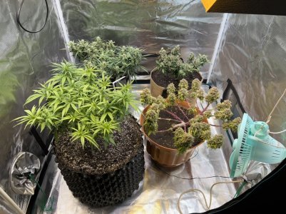 DFA0D47B-EC9B-49D9-9023-0C98ACEA8551.jpeg DFA0D47B-EC9B-49D9-9023-0C98ACEA8551.jpeg