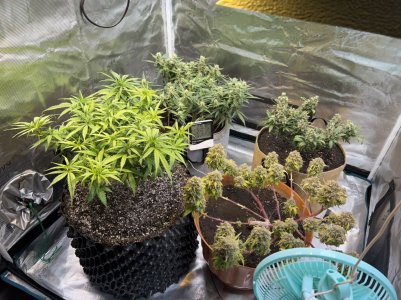 602B525C-C141-41CD-BE1C-BE1FCFD2923B.jpeg 602B525C-C141-41CD-BE1C-BE1FCFD2923B.jpeg