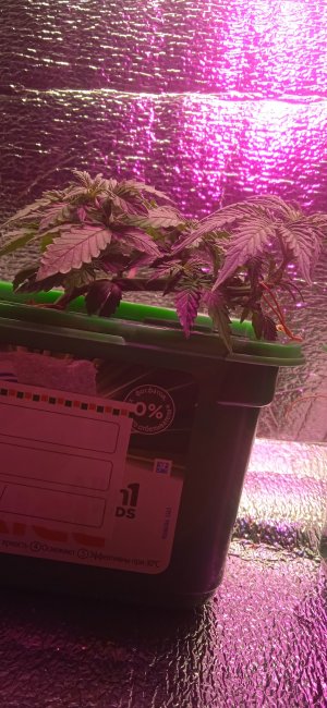 IMG_20220909_215305_1.jpg IMG_20220909_215305_1.jpg