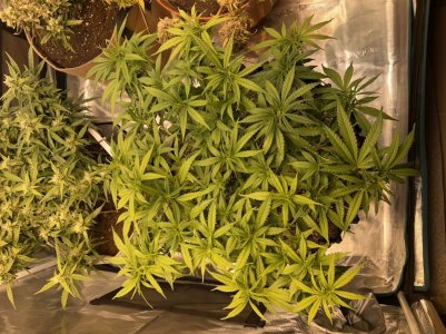 D5E7558E-A6AA-47AD-A5EC-D37203B03A18.jpeg D5E7558E-A6AA-47AD-A5EC-D37203B03A18.jpeg