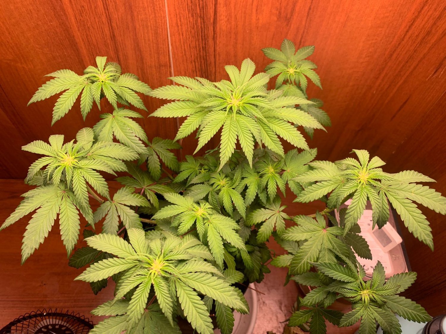 DEC2490D-A447-4D3A-B3A0-815AA346CCC6.jpeg DEC2490D-A447-4D3A-B3A0-815AA346CCC6.jpeg