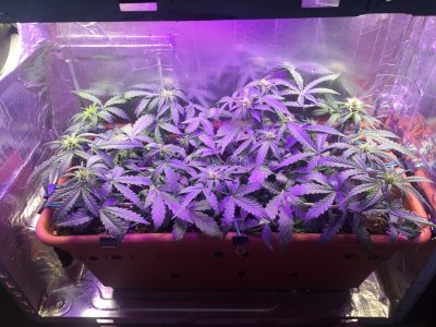 5CEC4286-F435-481E-8935-6339DA4CCA4C.jpeg 5CEC4286-F435-481E-8935-6339DA4CCA4C.jpeg