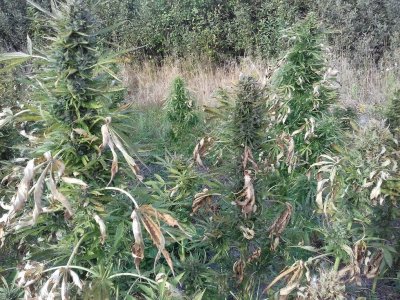 20220909_171032.jpg 20220909_171032.jpg