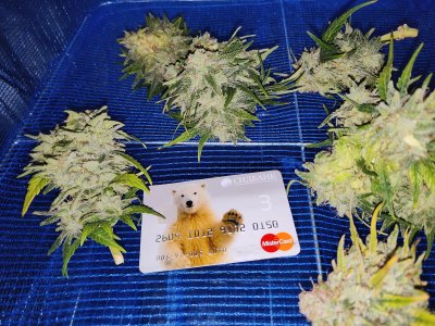 IMG20220914171611.jpg IMG20220914171611.jpg