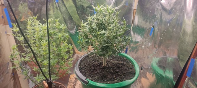 IMG_20220916_065152.jpg IMG_20220916_065152.jpg