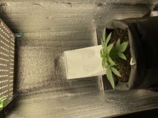 31A88696-FE9F-4802-B58B-1354087A2E8D.jpeg 31A88696-FE9F-4802-B58B-1354087A2E8D.jpeg