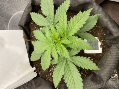 B729B0A2-BCFF-4DDC-A21D-EC19020A25AE.jpeg B729B0A2-BCFF-4DDC-A21D-EC19020A25AE.jpeg