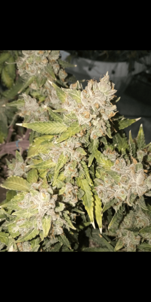 Screenshot_20220919-211930.png Screenshot_20220919-211930.png