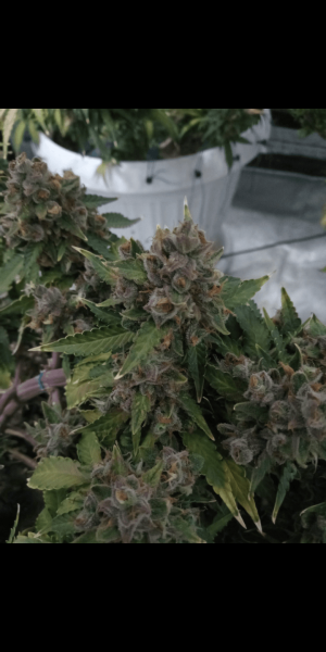 Screenshot_20220919-211935.png Screenshot_20220919-211935.png