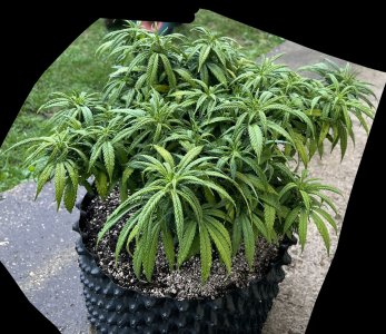 EEB19C8E-7591-443D-AFB2-DE21FA47230F.jpeg EEB19C8E-7591-443D-AFB2-DE21FA47230F.jpeg