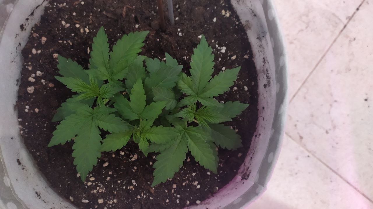 17 день.jpg 17 день.jpg