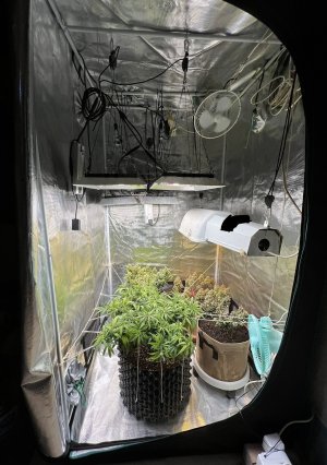 6EDE2E44-C214-482B-9815-471E26039D79.jpeg 6EDE2E44-C214-482B-9815-471E26039D79.jpeg