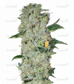 1663871917823.png 1663871917823.png